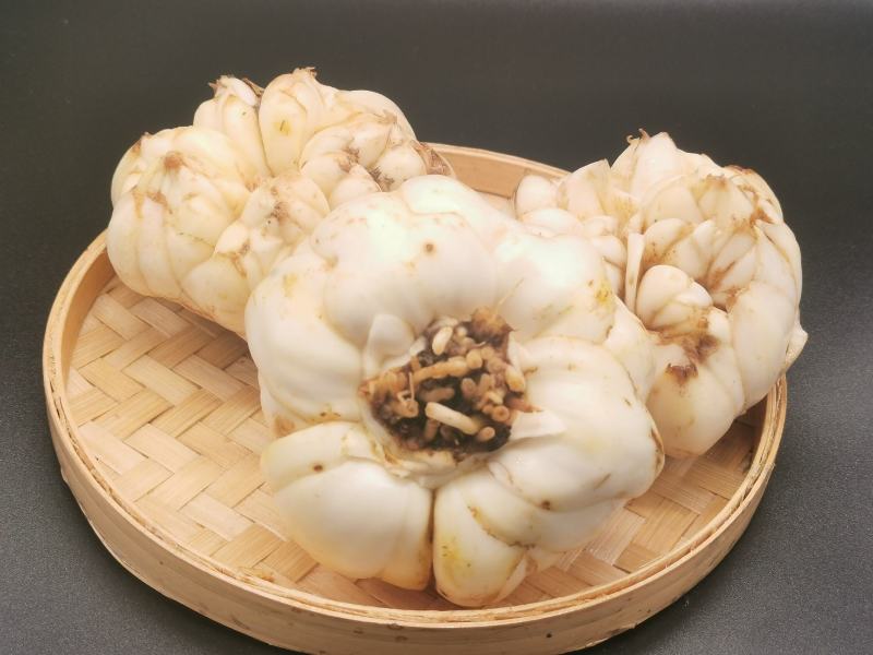 热销正宗无公害宜兴卷单百合，产地直销可视频看货全国供应