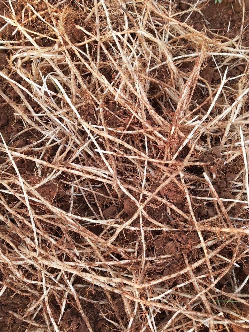 广西贺州市望高镇白茅根种植基地