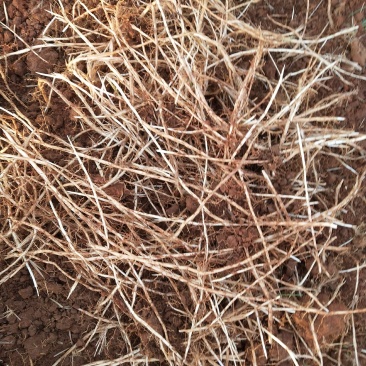 广西贺州市望高镇白茅根种植基地