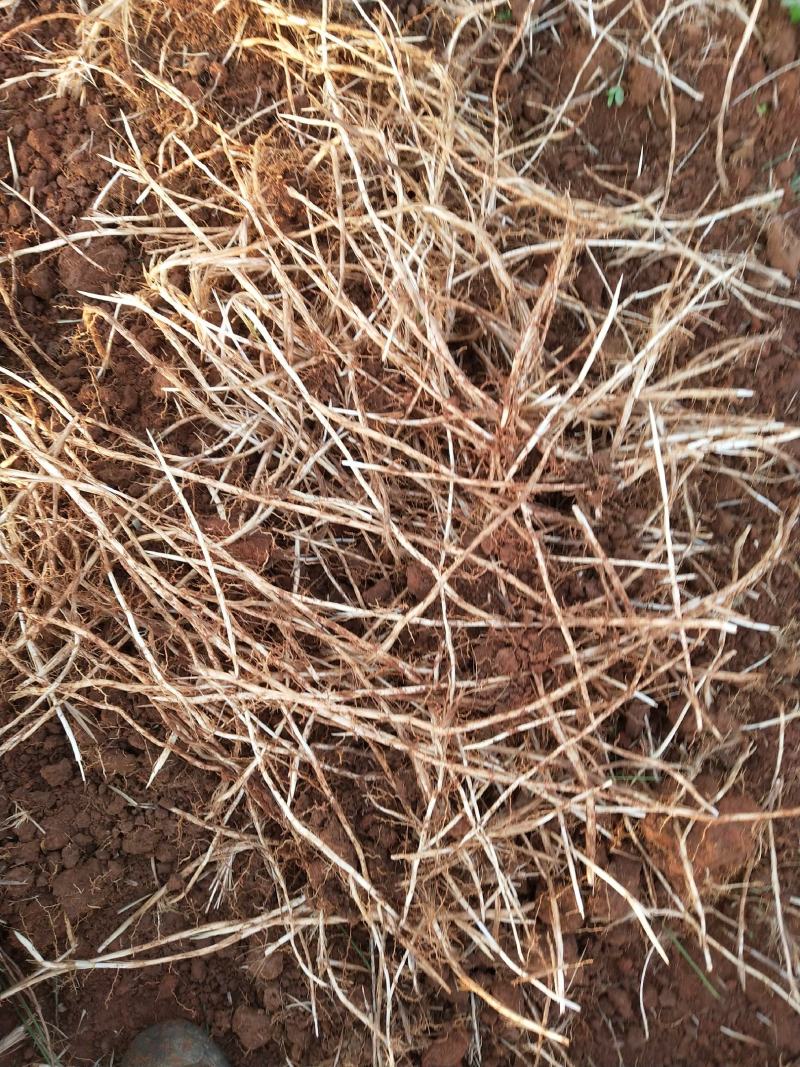广西贺州市望高镇白茅根种植基地