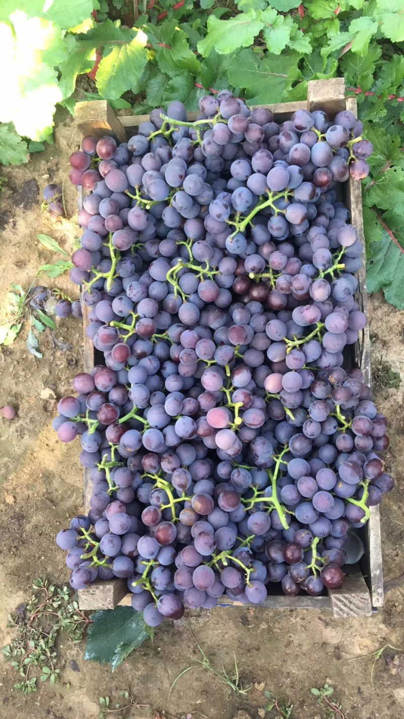 辽宁葫芦岛巨峰葡萄自然果软梗每年的九月份开始上市