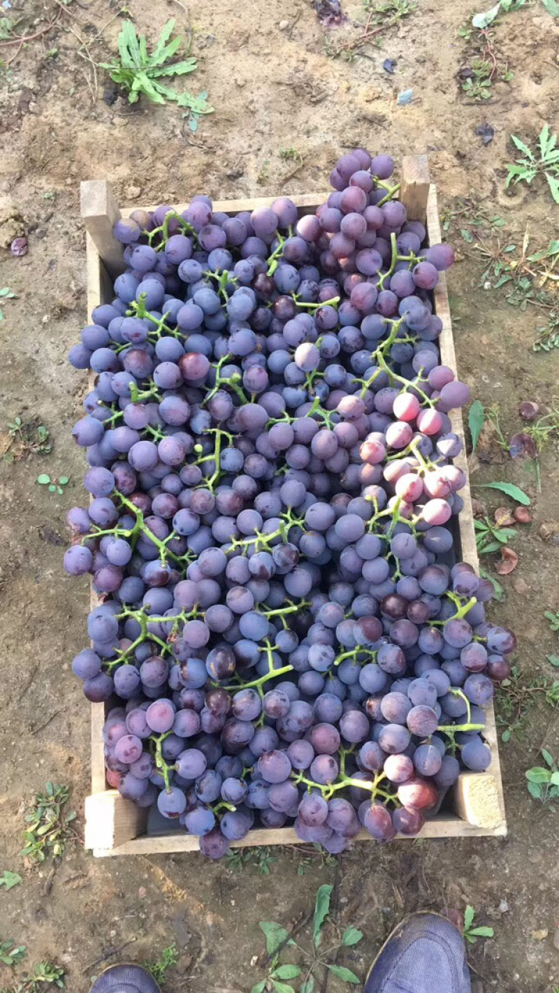 辽宁葫芦岛巨峰葡萄自然果软梗每年的九月份开始上市