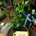 植物风车茉莉苗四季栽种耐寒