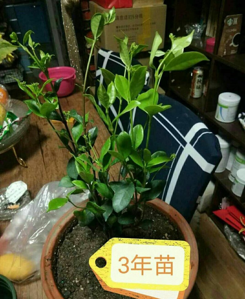 植物风车茉莉苗四季栽种耐寒