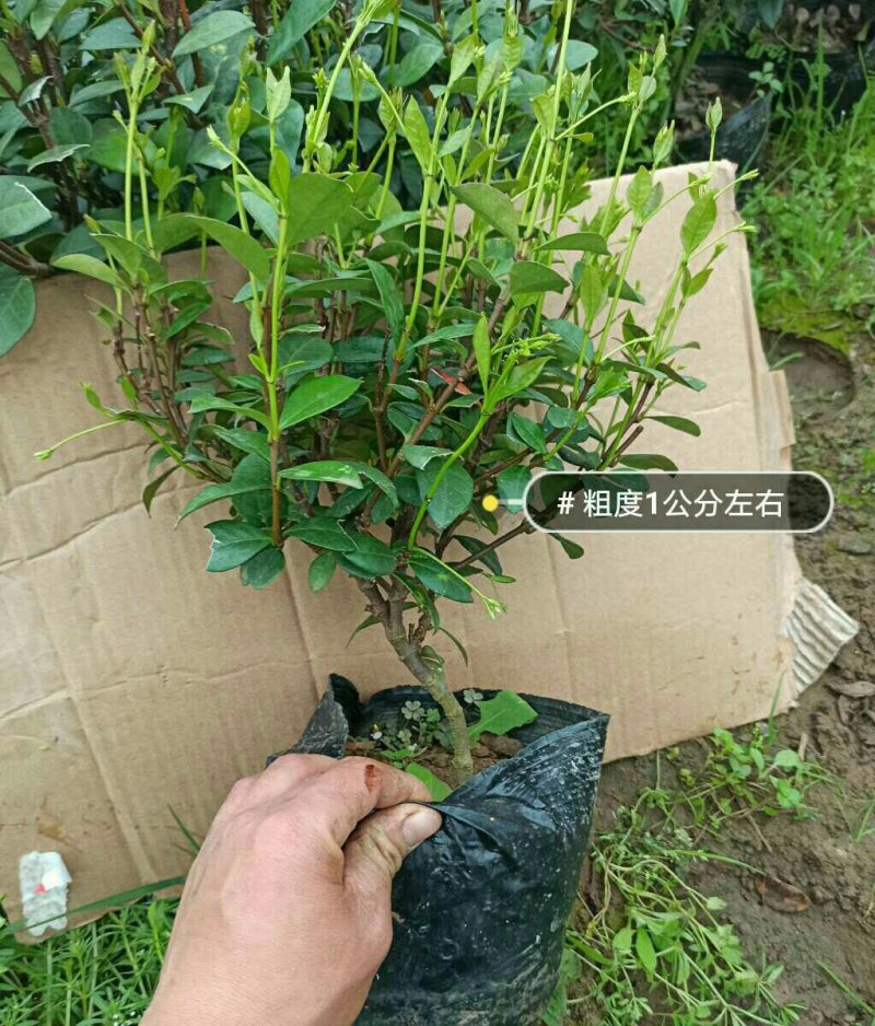 植物风车茉莉苗四季栽种耐寒