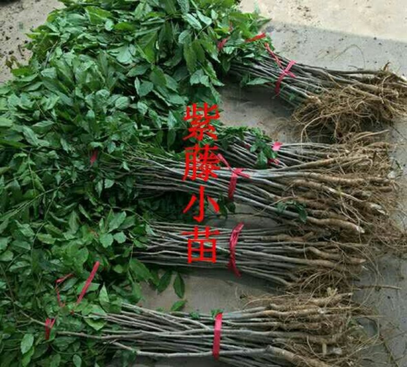 耐寒观花爬藤植物紫藤花苗当年开花爆满