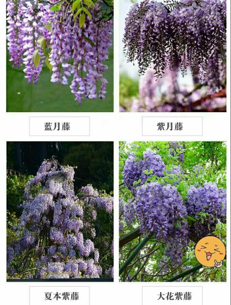 耐寒观花爬藤植物紫藤花苗当年开花爆满