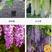 耐寒观花爬藤植物紫藤花苗当年开花爆满