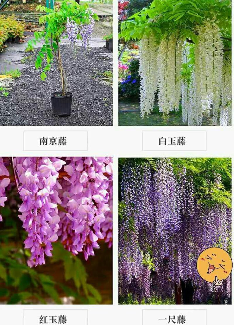 耐寒观花爬藤植物紫藤花苗当年开花爆满