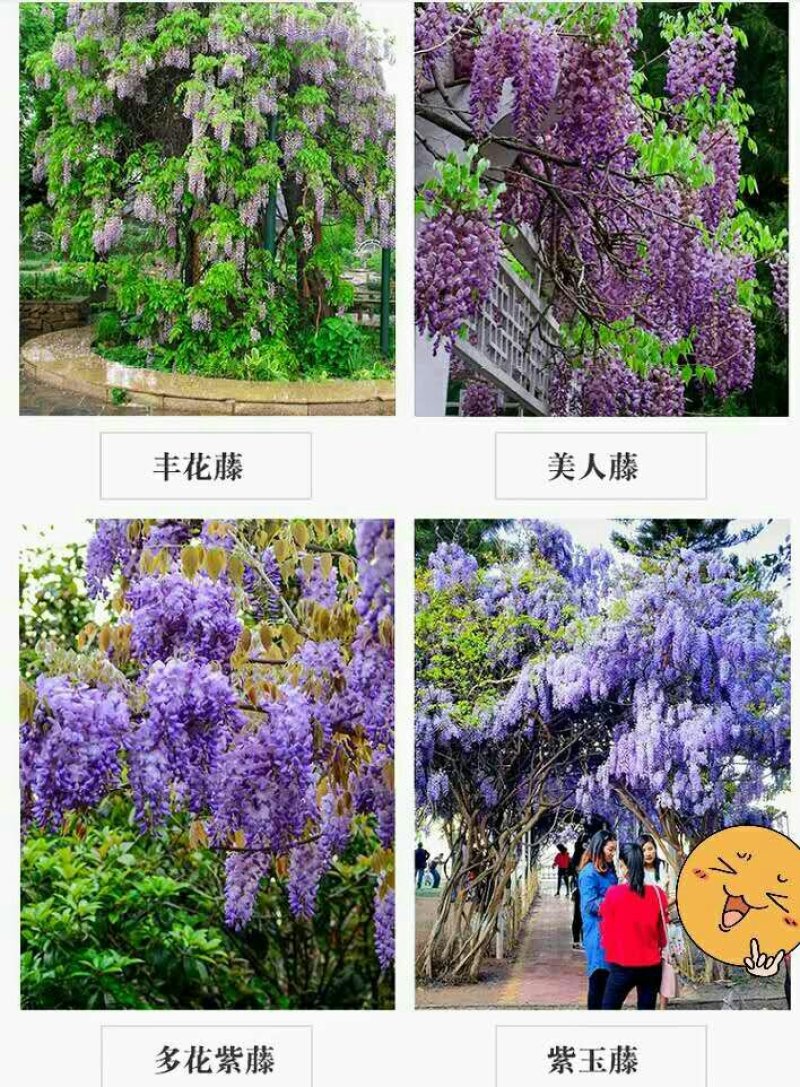 耐寒观花爬藤植物紫藤花苗当年开花爆满
