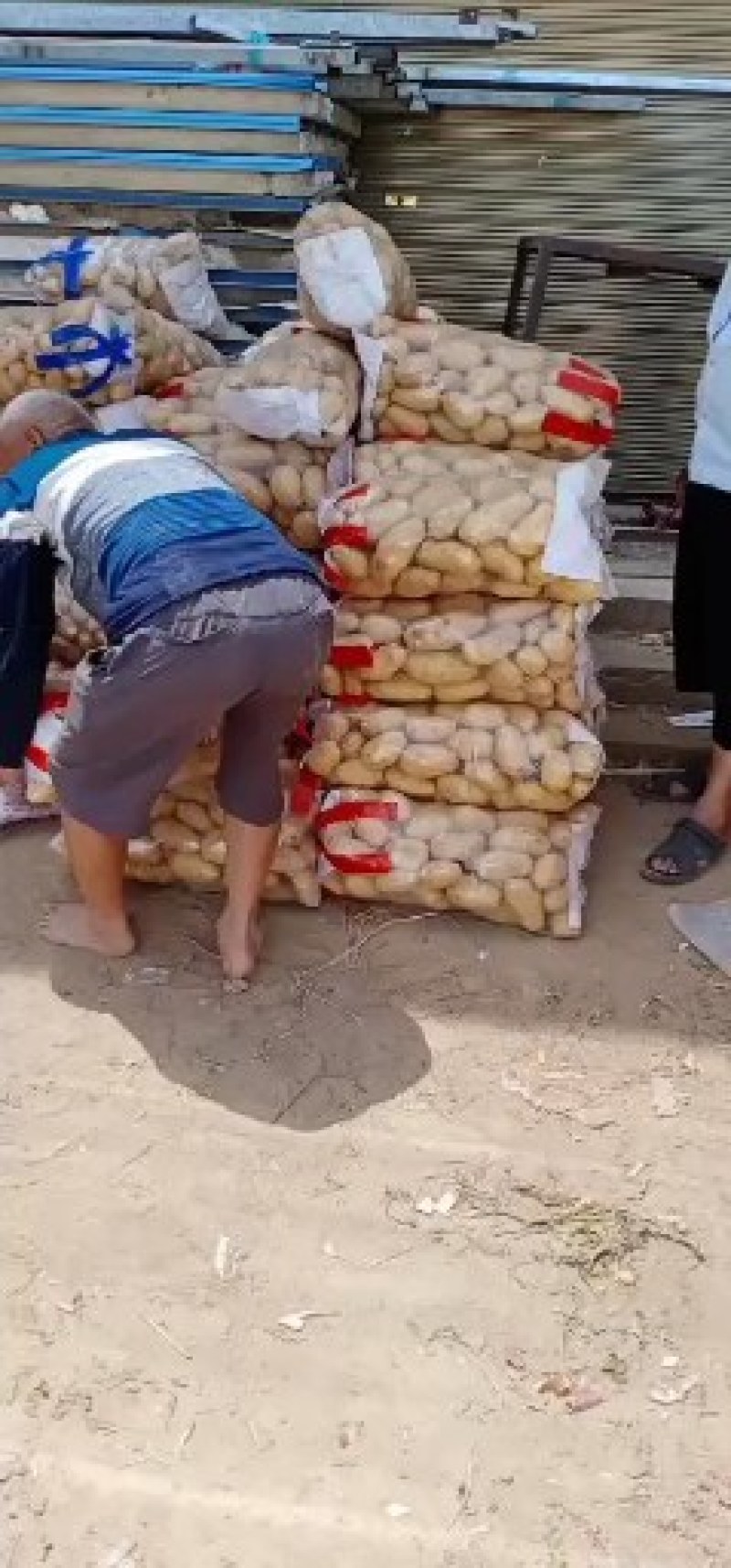 精品土豆，沃土，实验一，大量有货，大量有货，质量好