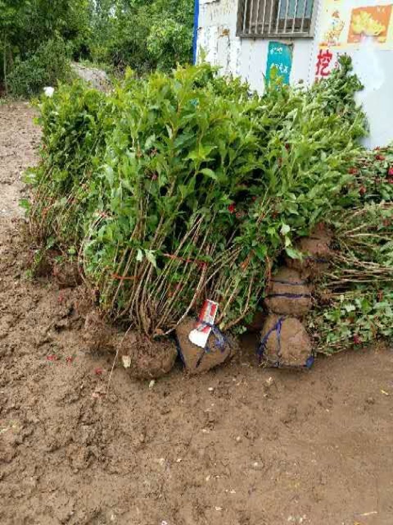 王子锦带基地大量出售优质红王子锦带，多分支红王子锦带球
