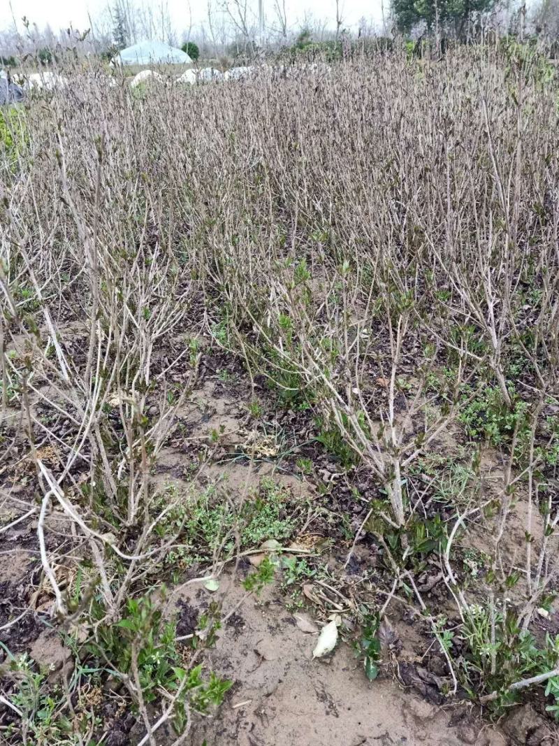 王子锦带基地大量出售优质红王子锦带，多分支红王子锦带球