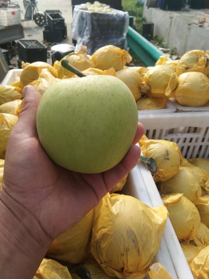 套袋黄冠青梨，大量上市，皮薄，肉细，胡小，甘甜，个头均匀