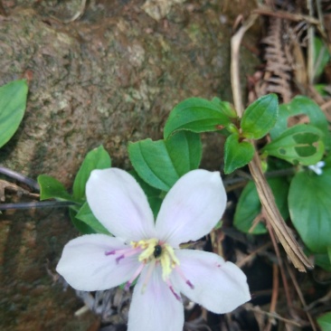 石上莲，地菍，野生草药