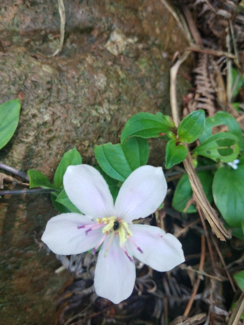 石上莲，地菍，野生草药