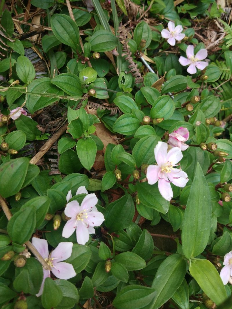 石上莲，地菍，野生草药