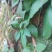 石上莲，地菍，野生草药