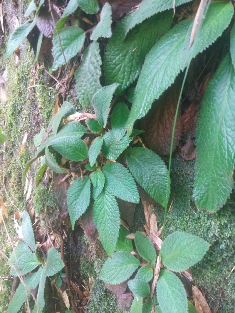石上莲，地菍，野生草药