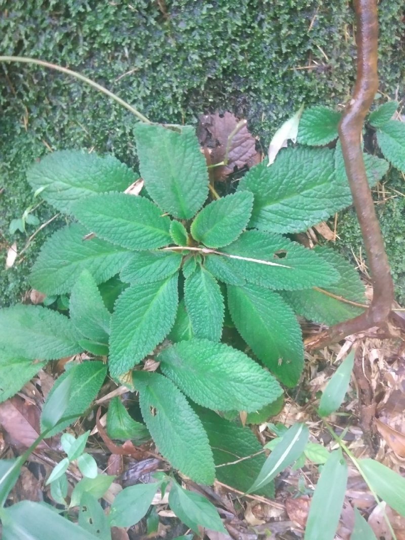 石上莲，地菍，野生草药