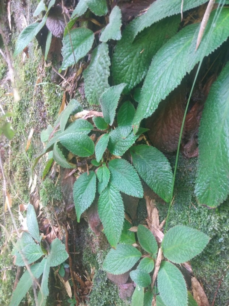 石上莲，地菍，野生草药