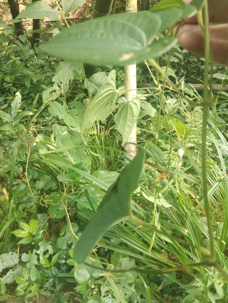 石上莲，地菍，野生草药