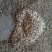 黑水虻幼虫