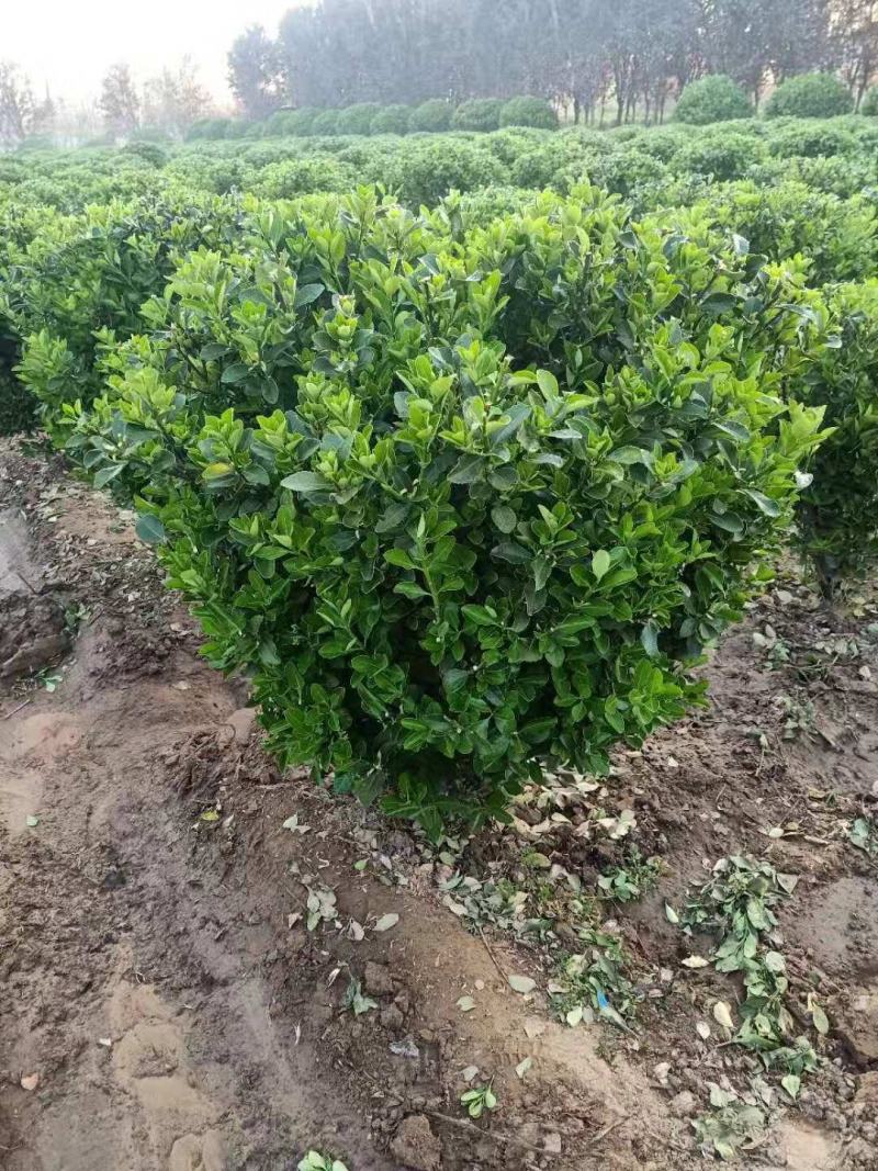 大叶黄杨基地出售优质大叶黄杨球，四季常青，规格齐全