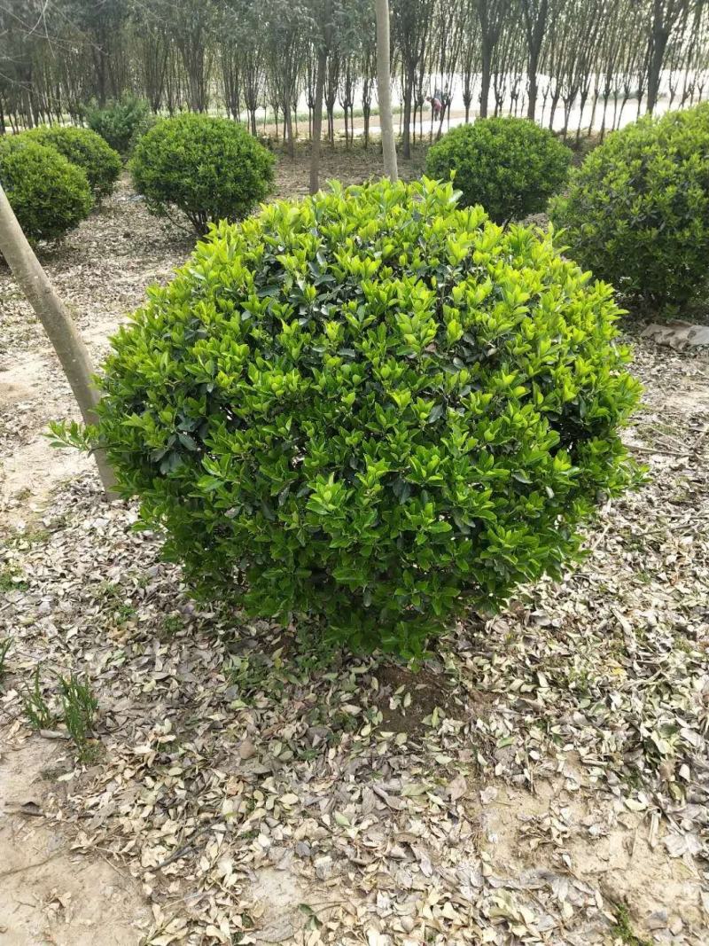 大叶黄杨基地出售优质大叶黄杨球，四季常青，规格齐全