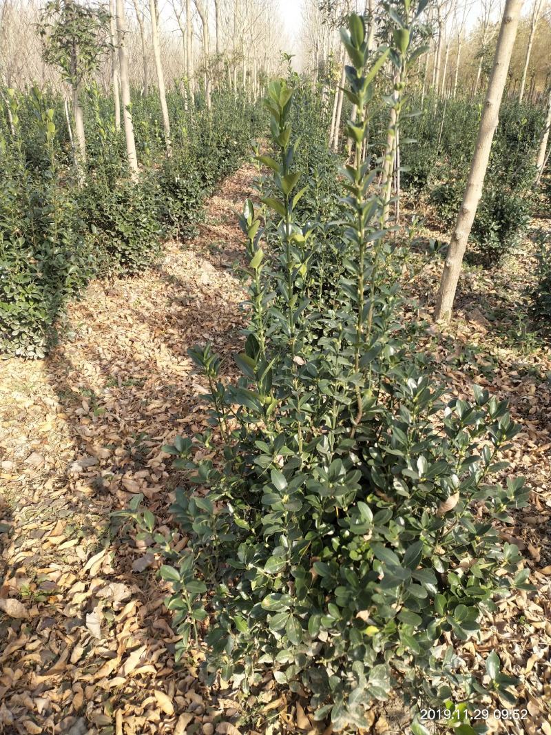 大叶黄杨基地出售优质大叶黄杨球，四季常青，规格齐全