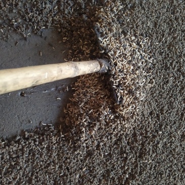 黑水虻中虫