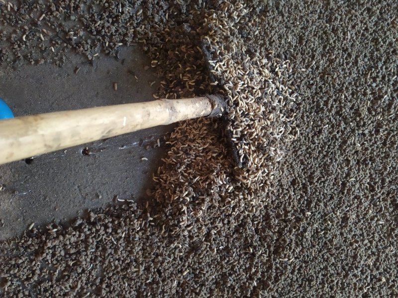 黑水虻中虫