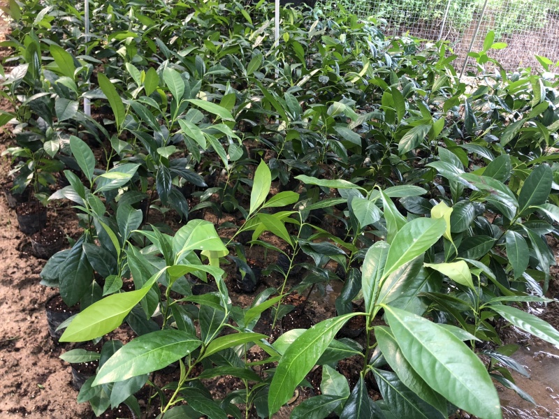 黑柿(巧克力布丁果)台湾新产品水果实生种子苗