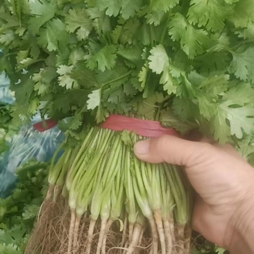 大叶香菜基地全国直发