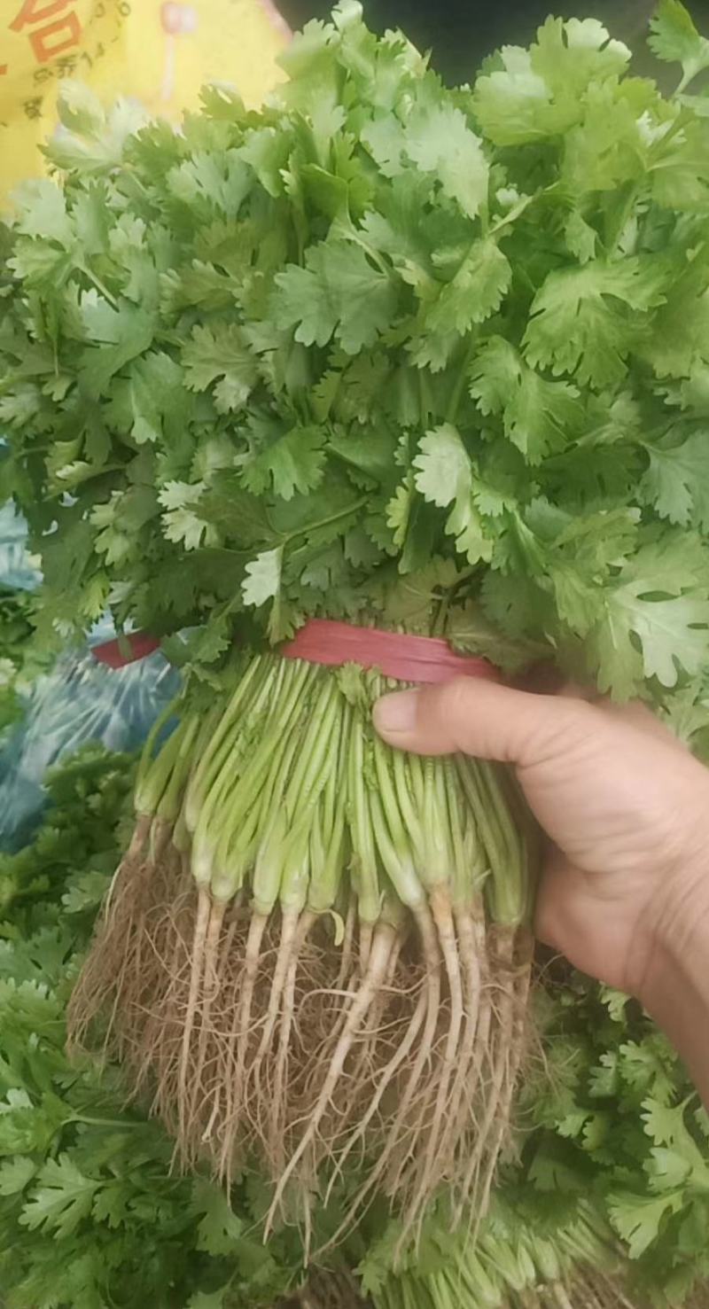 大叶香菜基地全国直发