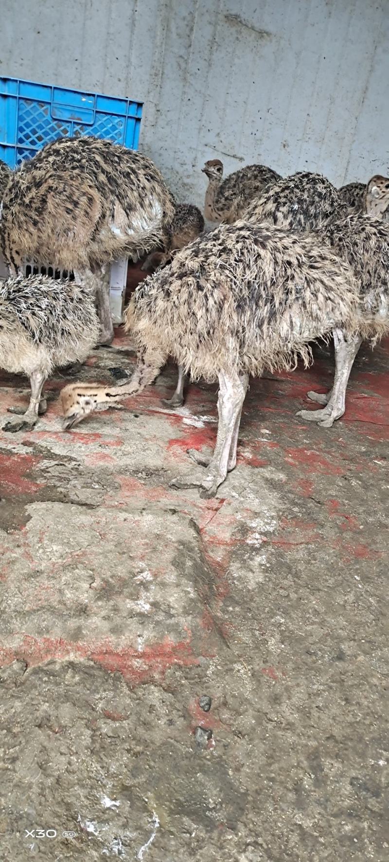 三个月非洲鸵鸟，疫苗做全，防疫做好，成活率高