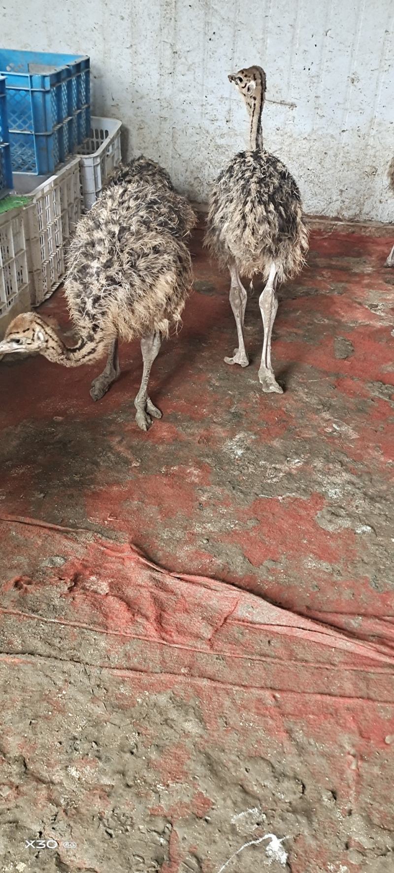 三个月非洲鸵鸟，疫苗做全，防疫做好，成活率高