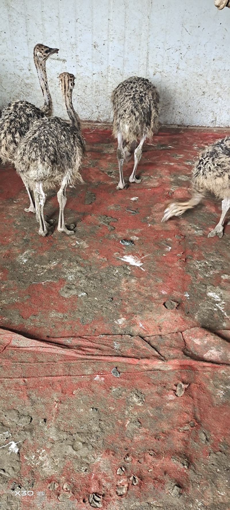 三个月非洲鸵鸟，疫苗做全，防疫做好，成活率高
