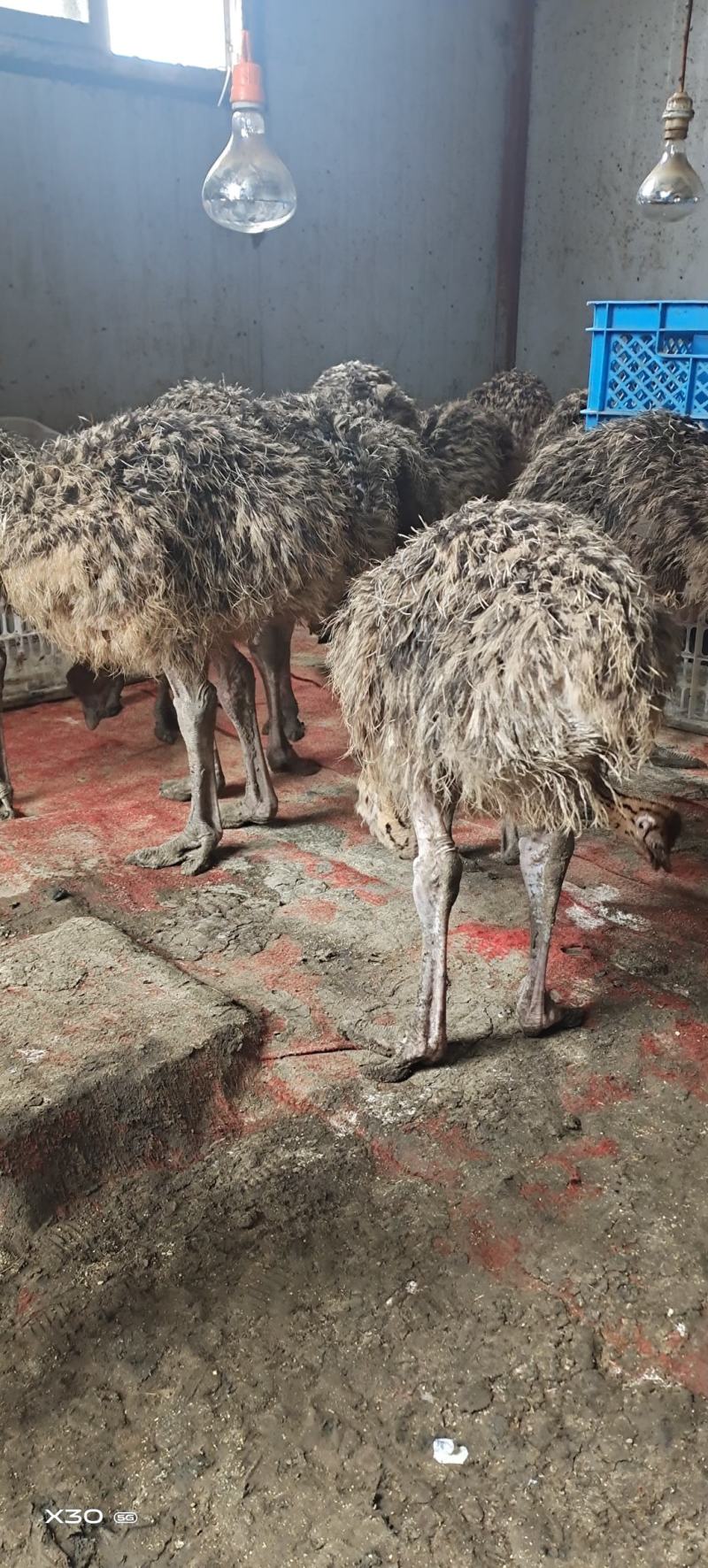 三个月非洲鸵鸟，疫苗做全，防疫做好，成活率高
