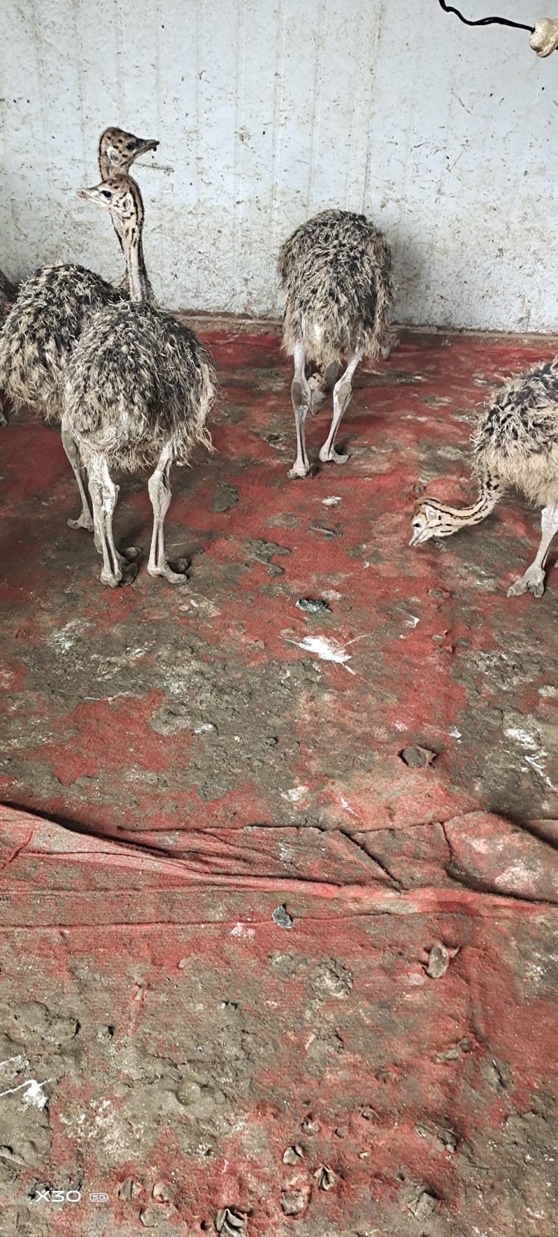 三个月非洲鸵鸟，疫苗做全，防疫做好，成活率高
