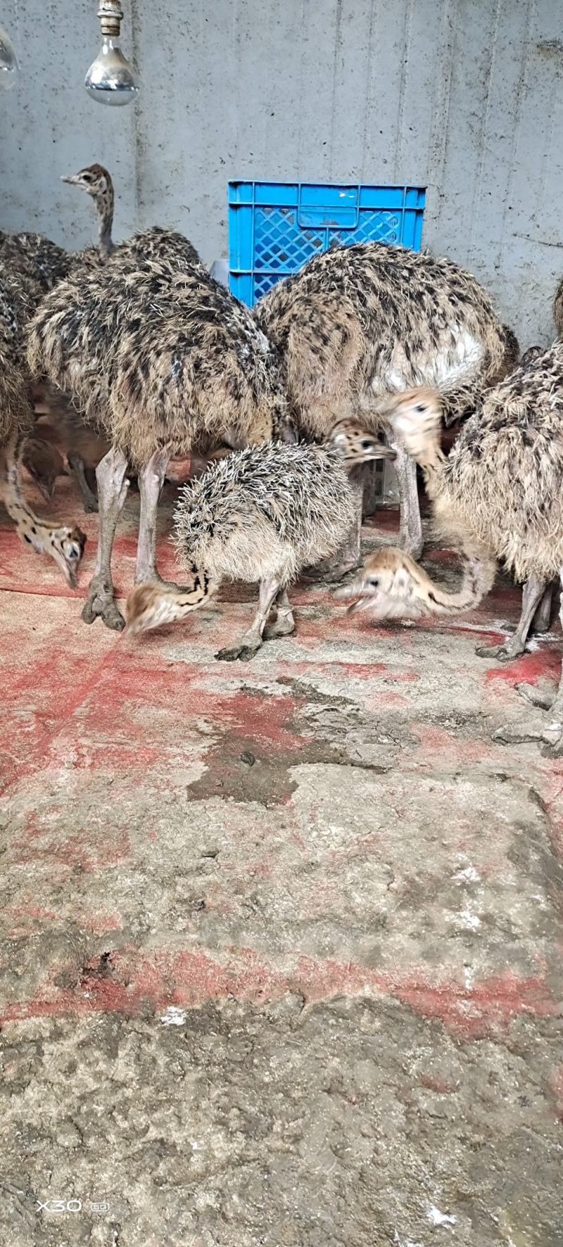 三个月非洲鸵鸟，疫苗做全，防疫做好，成活率高