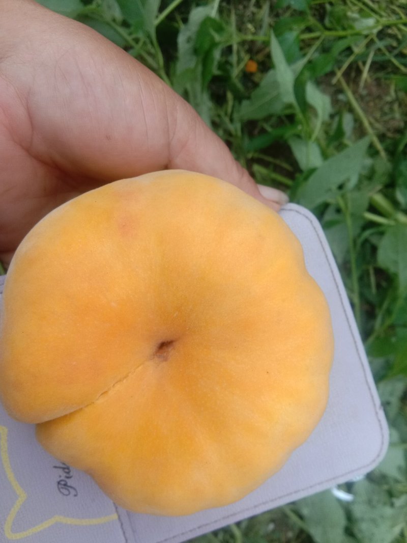 黄毛蟠，个大，颜色好口感香甜。