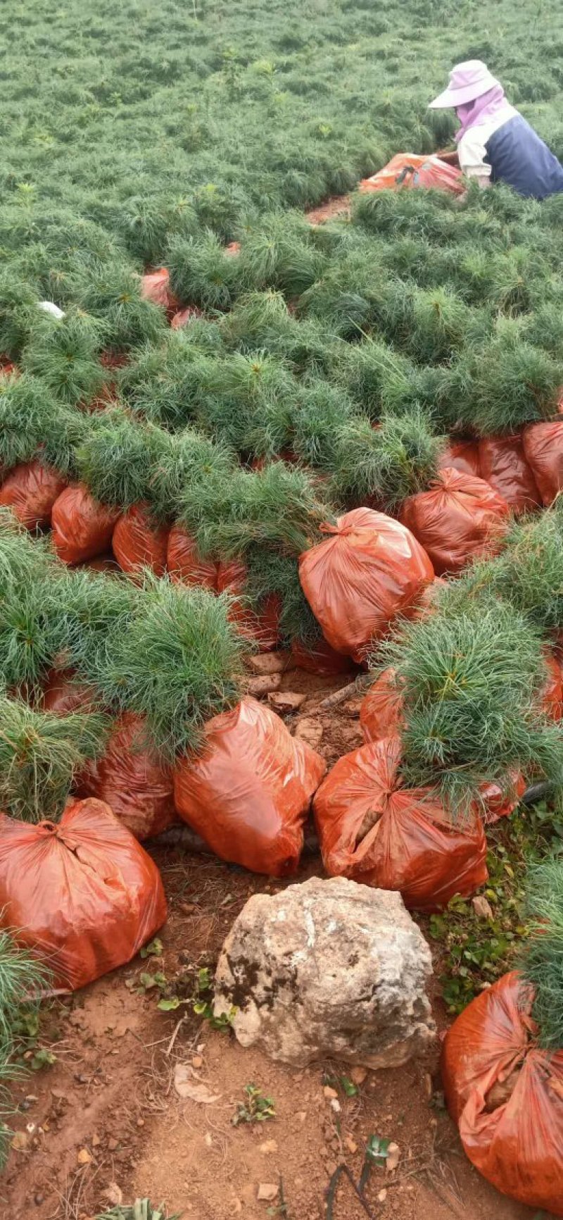华山松，质量保证，量大从优，证件齐全，荒山造林苗