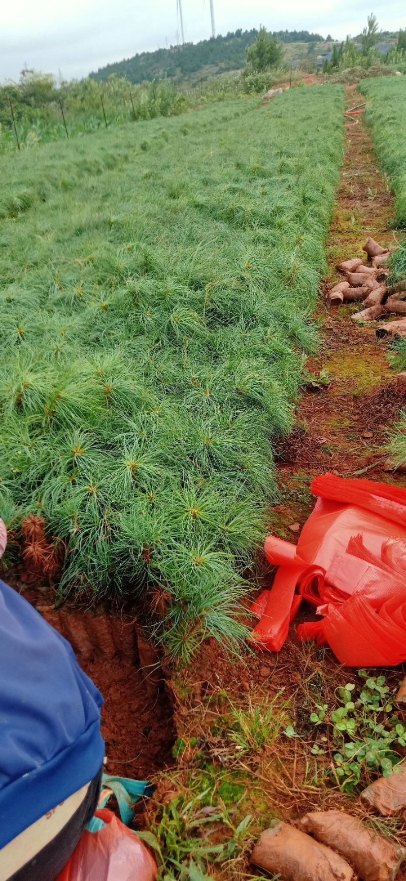华山松，质量保证，量大从优，证件齐全，荒山造林苗