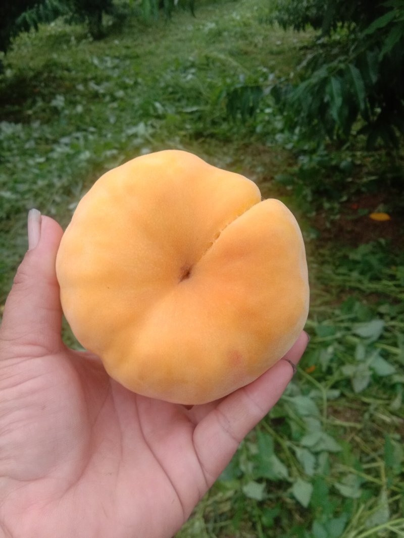 黄毛蟠，个大，颜色好口感香甜。