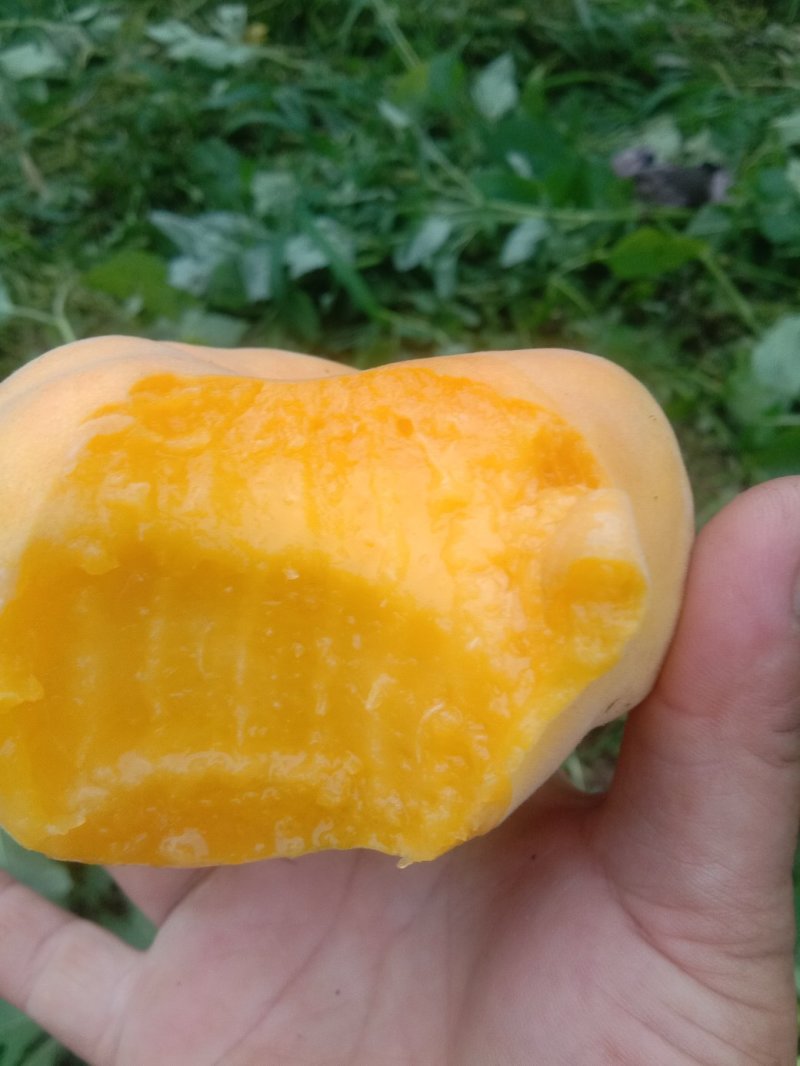 黄毛蟠，个大，颜色好口感香甜。
