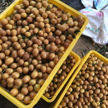 无核黄皮平南有货源果园货