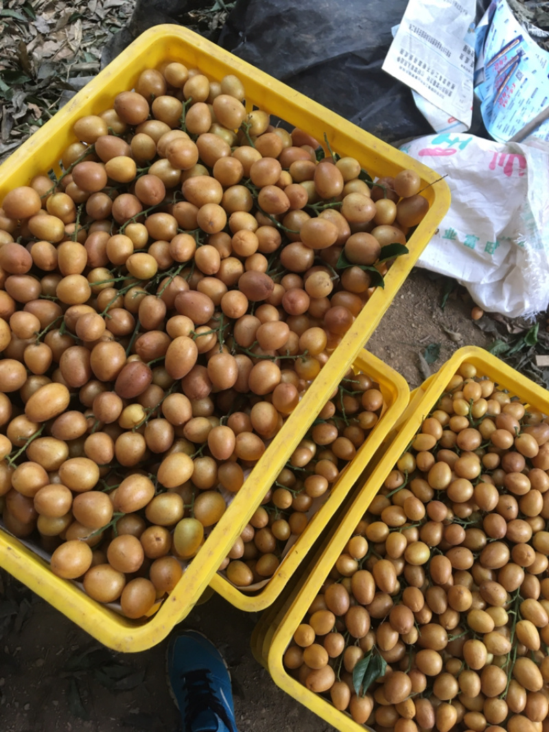 无核黄皮平南有货源果园货