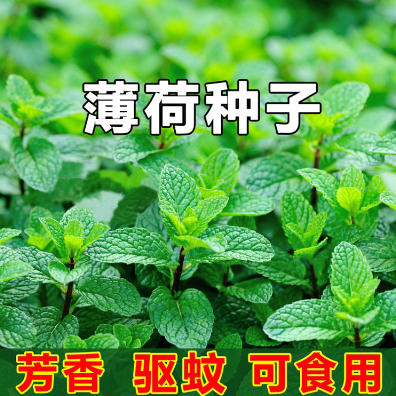 薄荷种子食用薄荷盆栽驱蚊四季开花易活留兰香猫薄荷室内花种