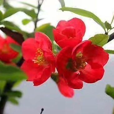 海棠（随市场行情定价）